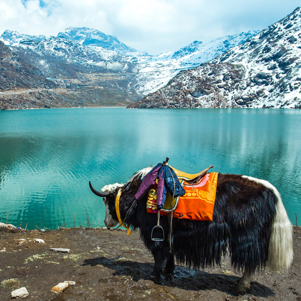DARJEELING & GANGTOK TOUR (1).jpg
